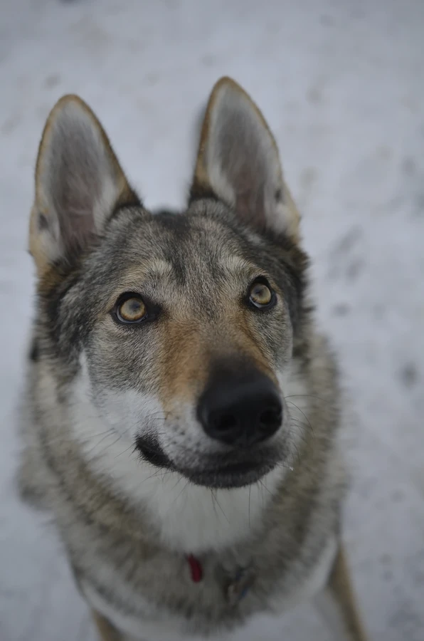 Czechoslovakian Wolfdog