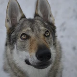 Lobo checoslovaco