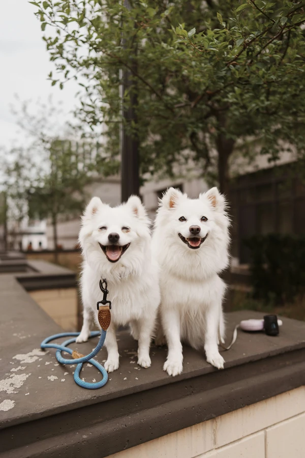 American Eskimo Dog