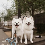 Perro esquimal americano
