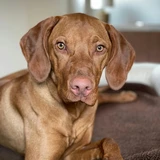 Kurzhaariger Ungarischer Vorstehhund (Vizsla)