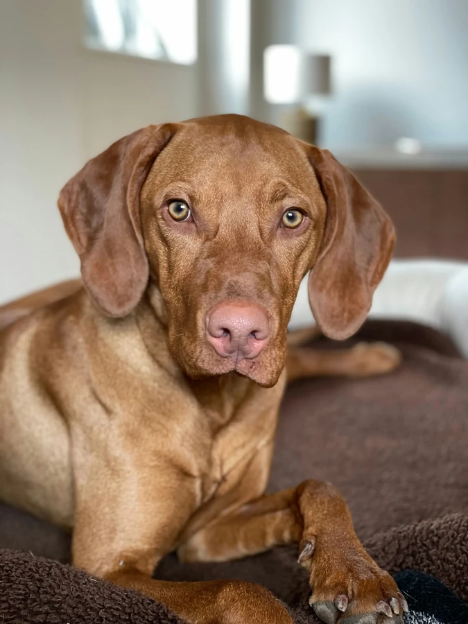 Kurzhaariger Ungarischer Vorstehhund (Vizsla)