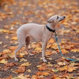 Whippet
