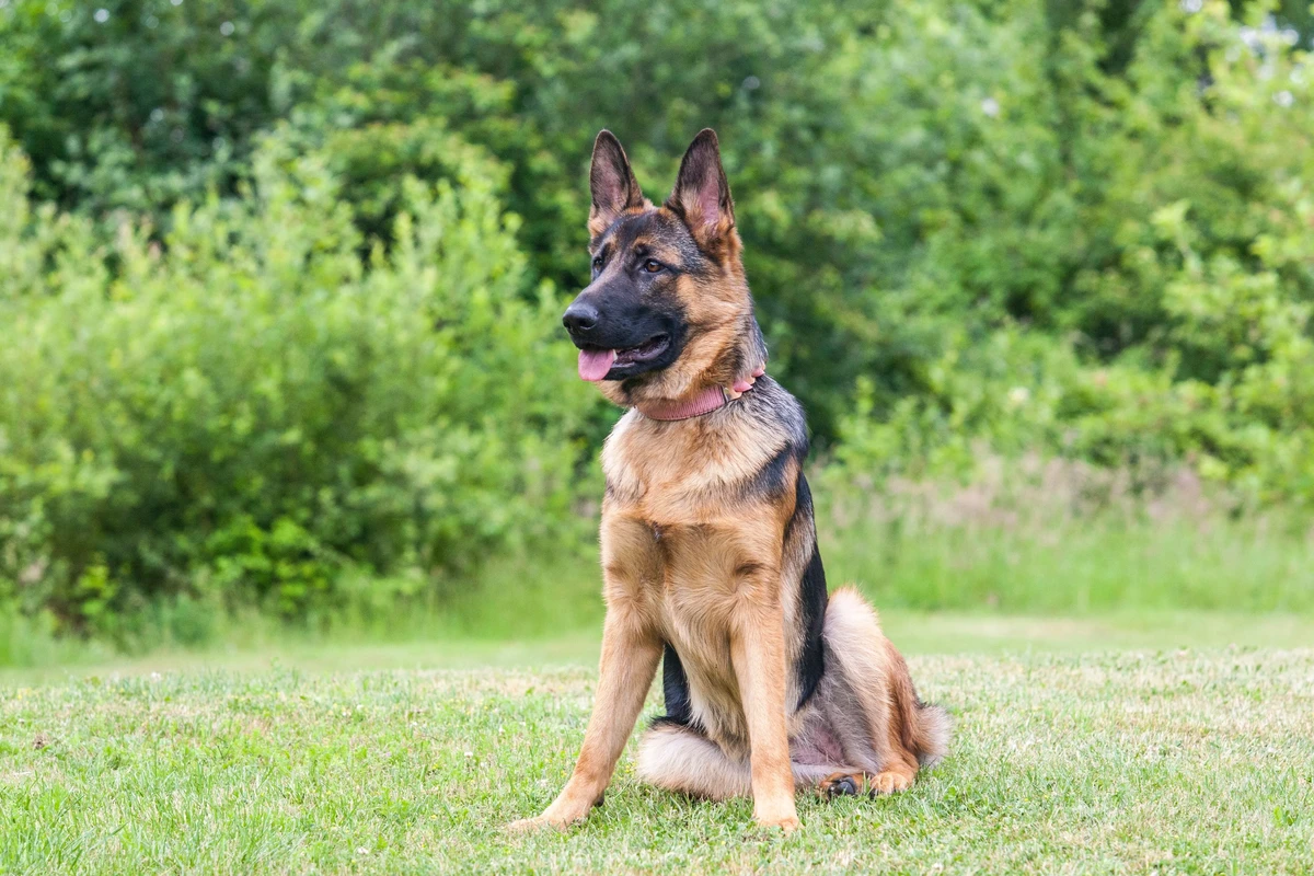 German Shepherd Dog