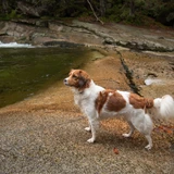 Kooikerhondje neerlandés