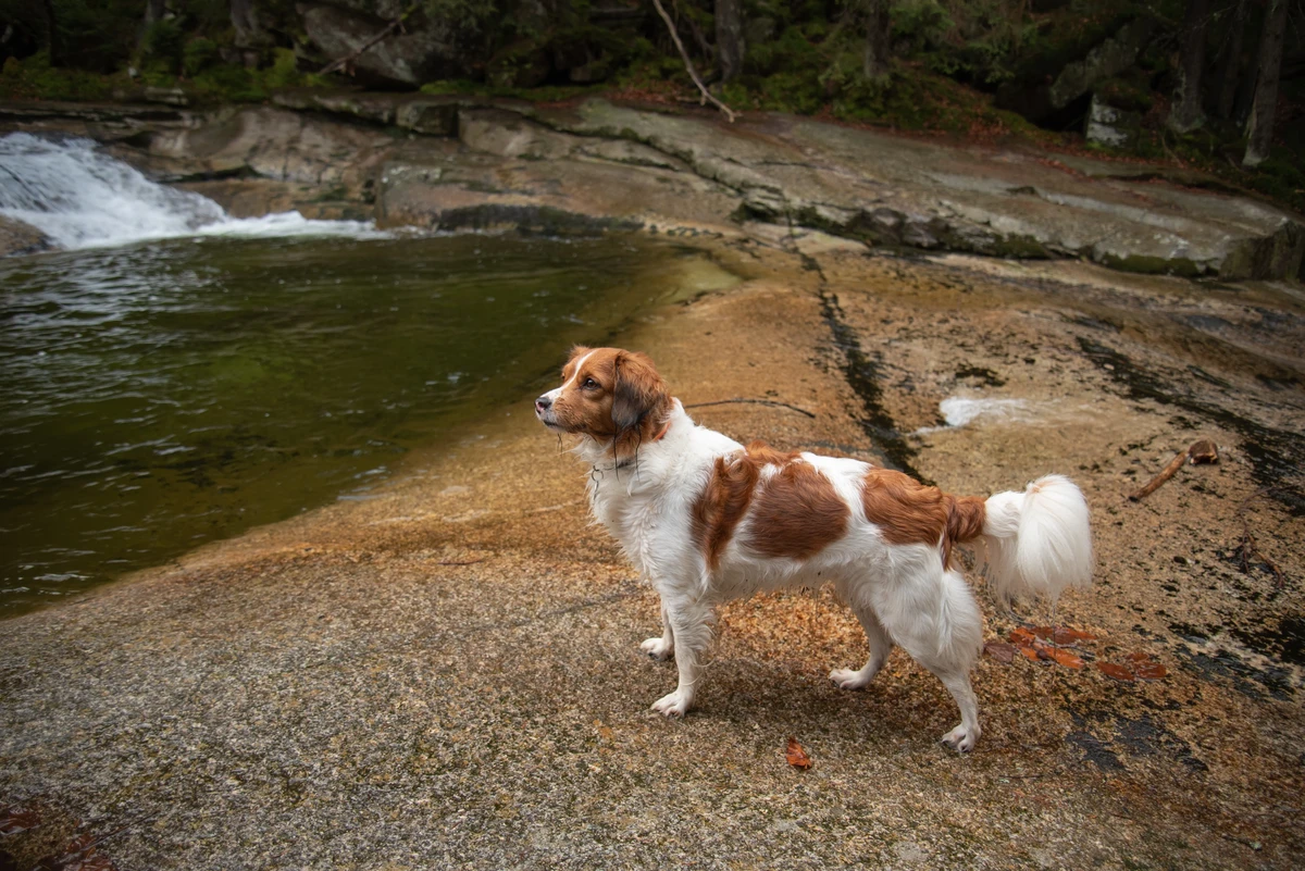 Nederlandse Kooikerhondje