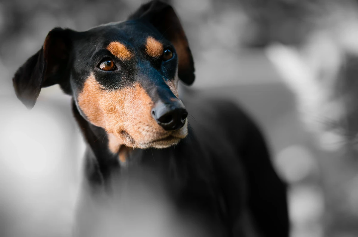 Zwergpinscher