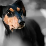 Zwergpinscher