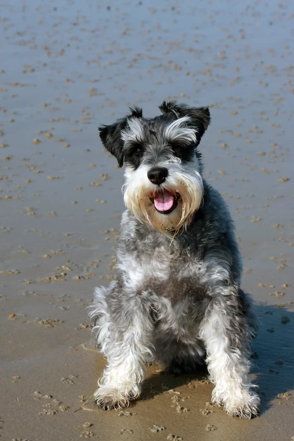 Wire Fox Terrier