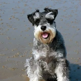 Terrier de Fox duro