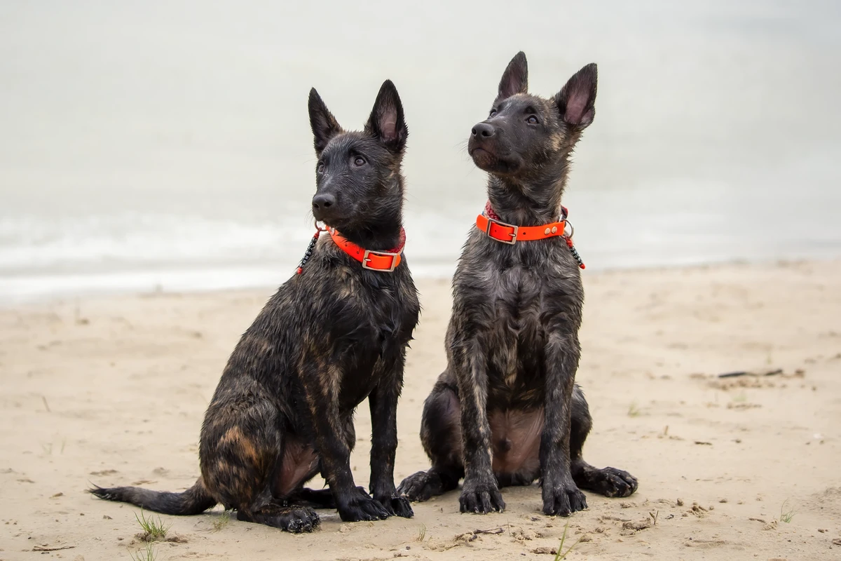 Dutch Shepherd Dog