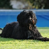 Portugiesischer Wasserhund