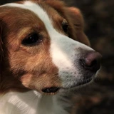 Kooikerhondje neerlandés