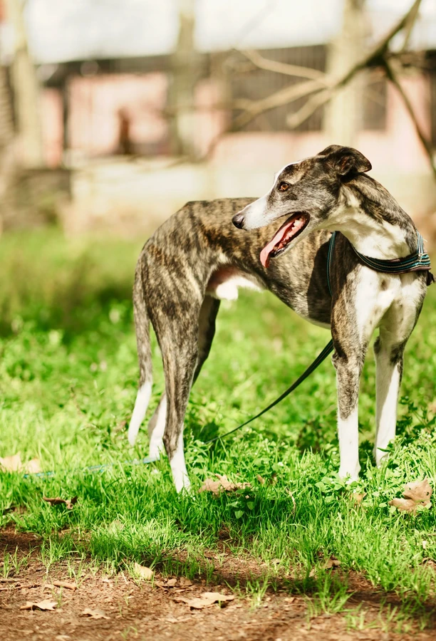 Greyhound