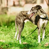 Greyhound