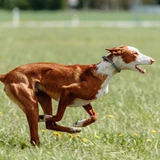 Ibizan Podenco