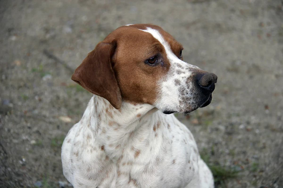 Black and Tan Coonhound