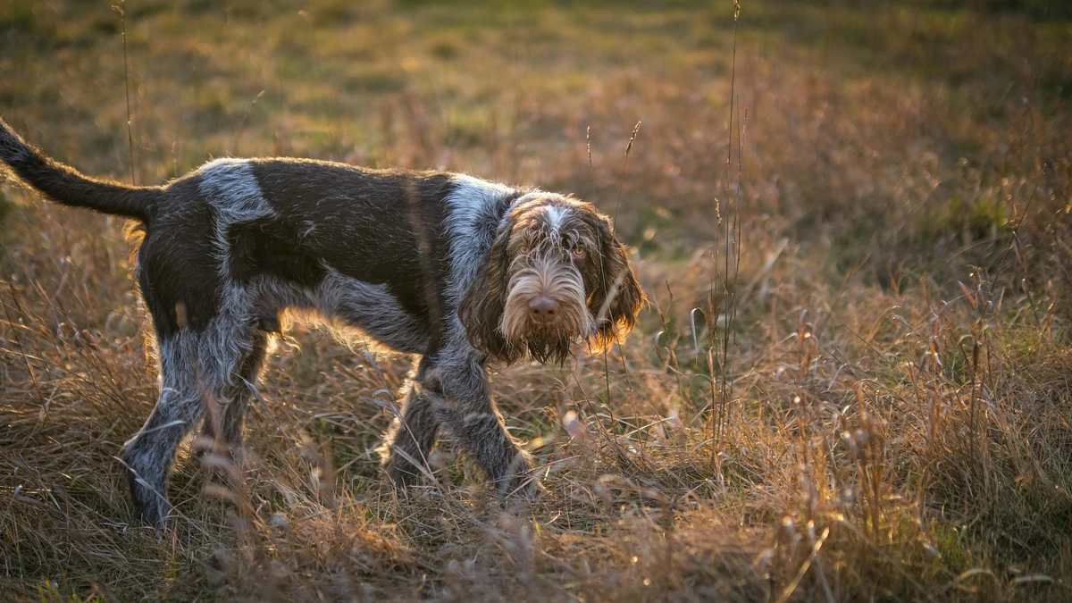 Italian Spinone