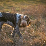 Spinone italiano