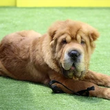 Shar pei