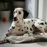 Dálmata