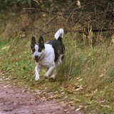 Terrier rata