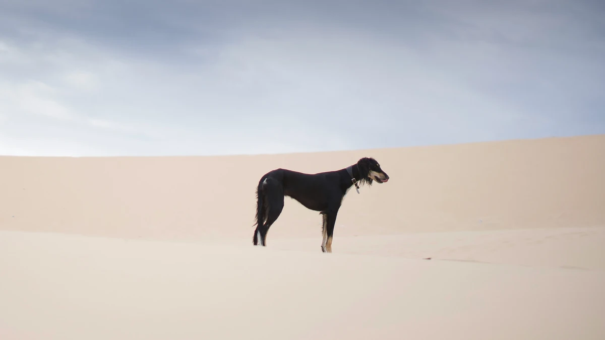 Saluki