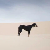 Saluki