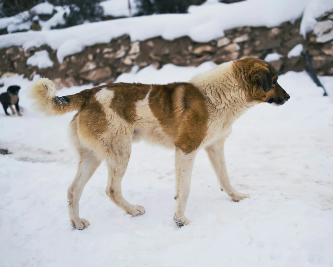 Anatolian Shepherd Dog