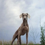 Weimaraner