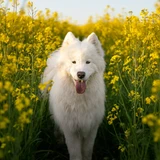 Самоєд