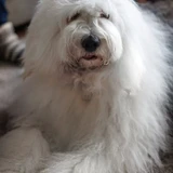 Perro de pastor inglés antiguo