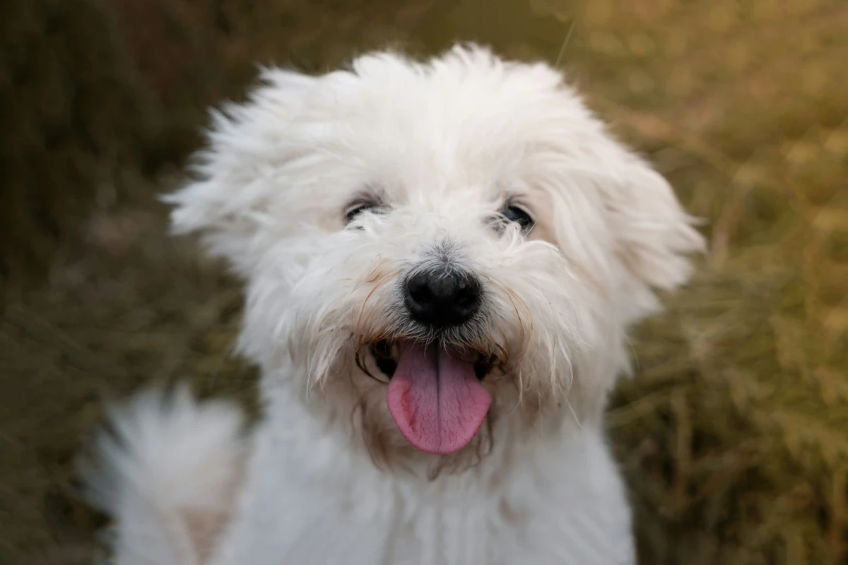 Bichon Frise