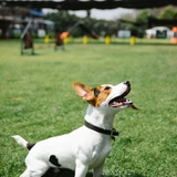 Jack Russell Terrier
