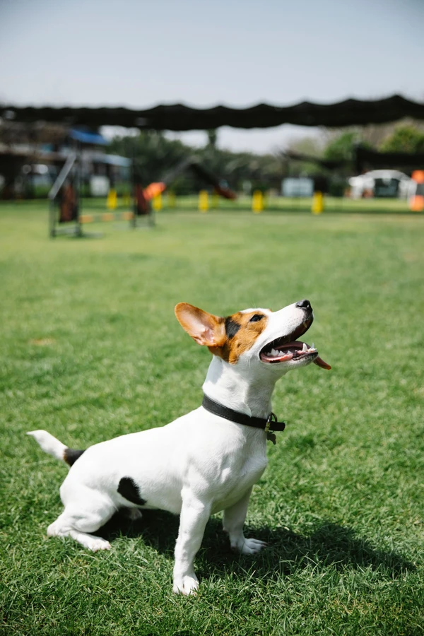 Jack Russell Terrier