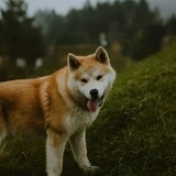 Akita