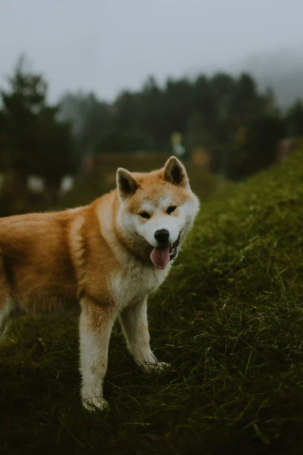 Akita