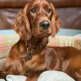 Irischer Setter