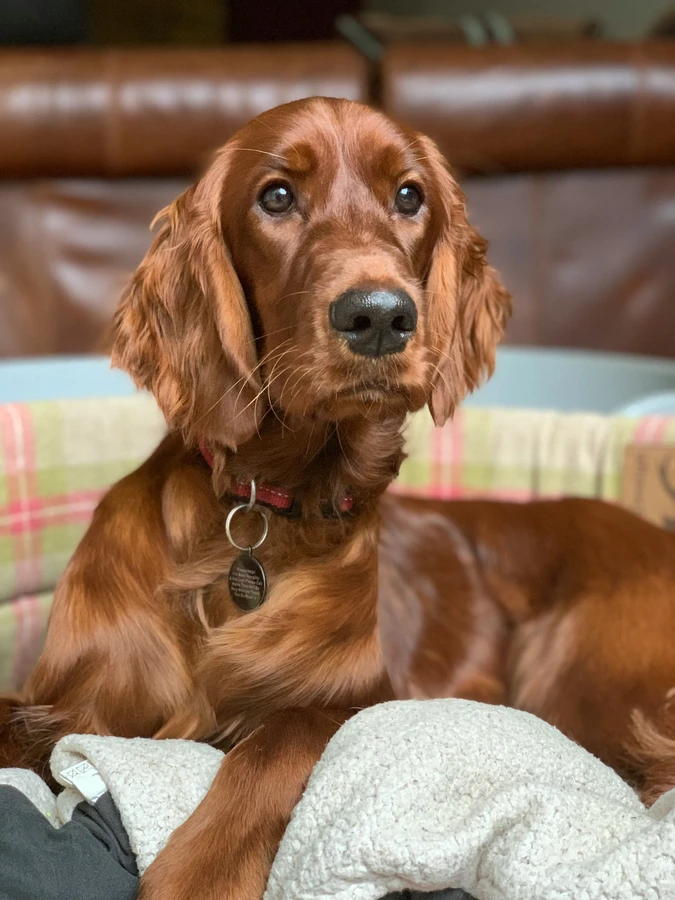 Irischer Setter