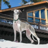 Whippet
