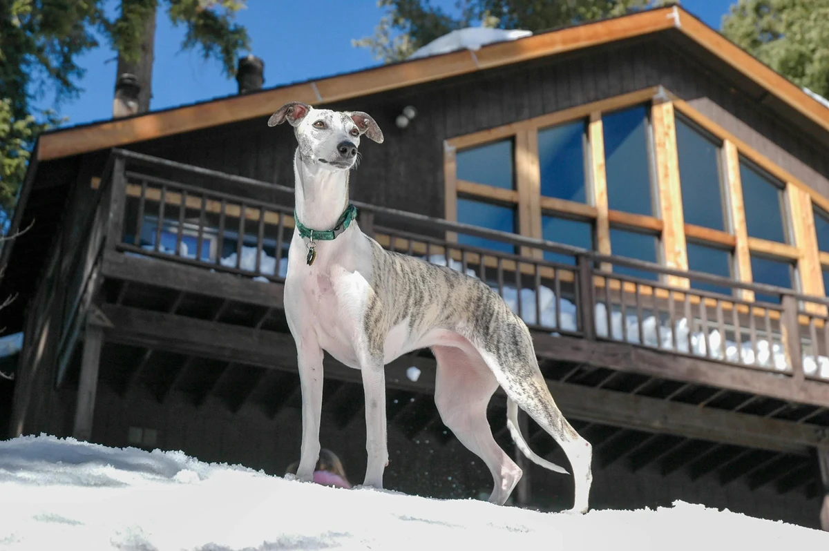 Whippet