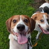 Coonhound treeing walker