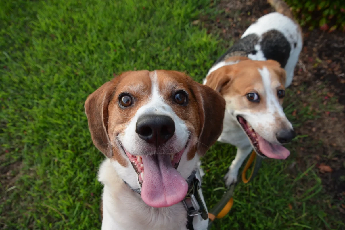 Treeing Walker Coonhound