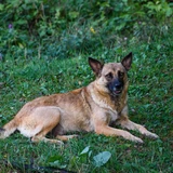 Belgischer Schäferhund