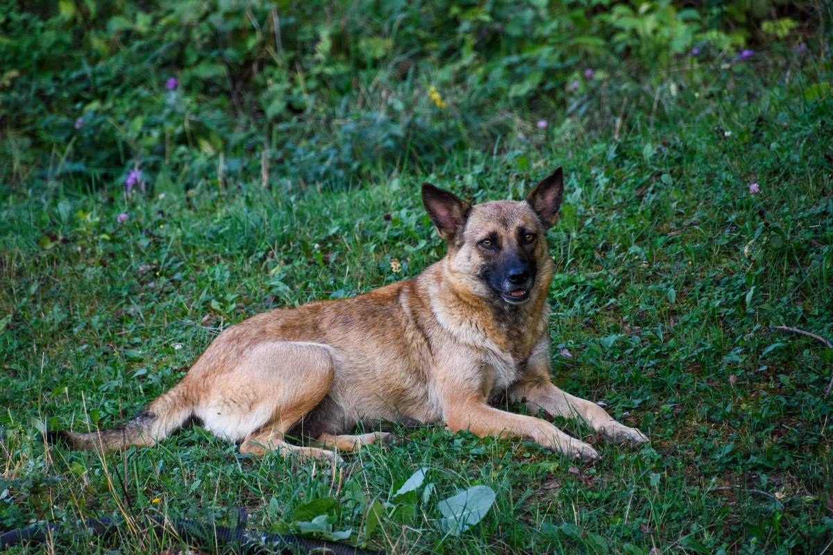 Belgischer Schäferhund