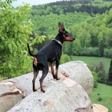Zwergpinscher