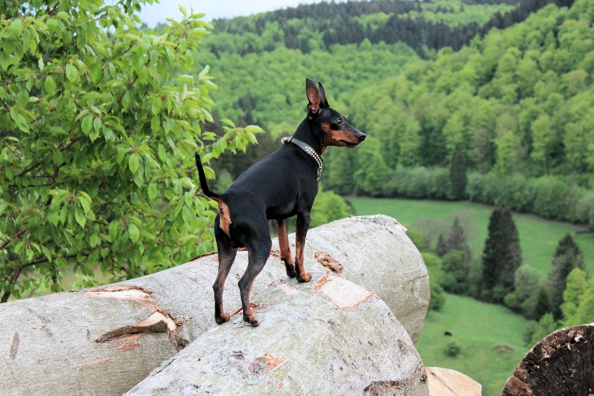 Zwergpinscher