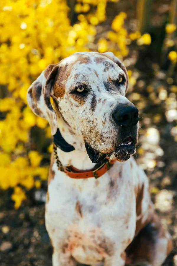 Great Dane