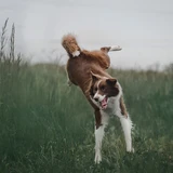 Border collie