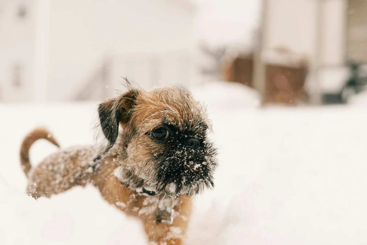 Brussels Griffon